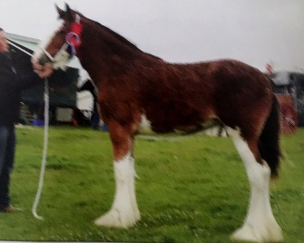 Zuchtstute Mill Duchess Kate (Clydesdale, 2015, von Dillars Top Gun)