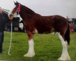 Zuchtstute Mill Duchess Kate (Clydesdale, 2015, von Dillars Top Gun)