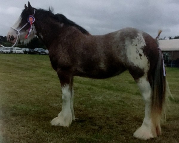 broodmare Broadyards My Fair Lady (Clydesdale, 2014, from Carnaff Ambassador)