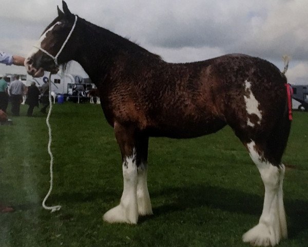 Zuchtstute Malcomwood Lady Muck (Clydesdale, 2014, von Carnaff Ambassador)