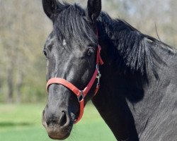 dressage horse Ibiza's Sunrise (Oldenburg, 2018, from Asgard's Ibiza)