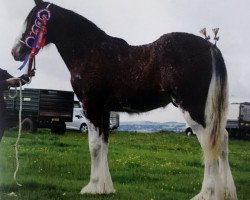 stallion Dillars Charlie Boy (Clydesdale, 2015, from Dillars Scottie Boy)