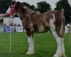 broodmare Mollinhillhead Lady Claire (Clydesdale, 2015, from Bratlach Ballintoy)