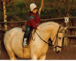 broodmare Aida -P- (New Forest Pony, 1979, from Don Juan)