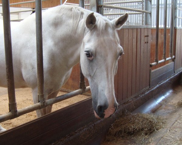 dressage horse Samson (New Forest Pony, 2000, from Alibaba)