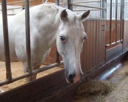 Pferd Samson (New-Forest-Pony, 2000, von Alibaba)