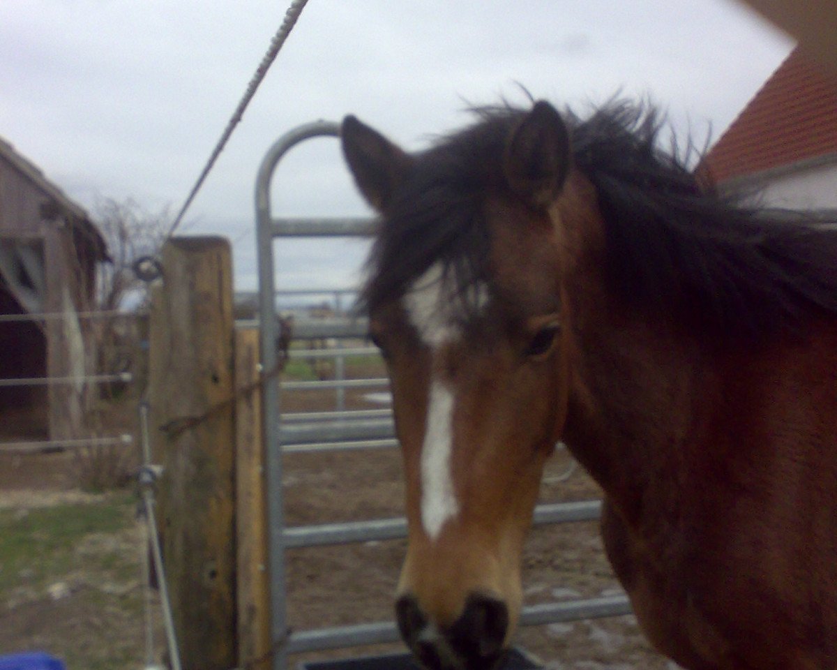 Pferd Bonita (Deutsches Reitpony, 2004, von Were Di's Aron)