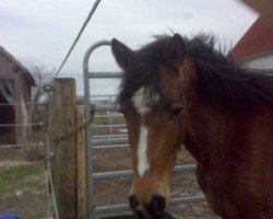 horse Bonita (German Riding Pony, 2004, from Were Di's Aron)