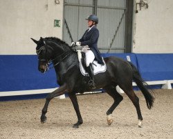 dressage horse Sancaster (Oldenburg, 2009, from Sandro Hit)