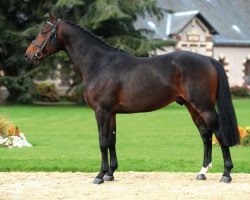 stallion Cash du Plessis (Selle Français, 2012, from Orient Express HDC)