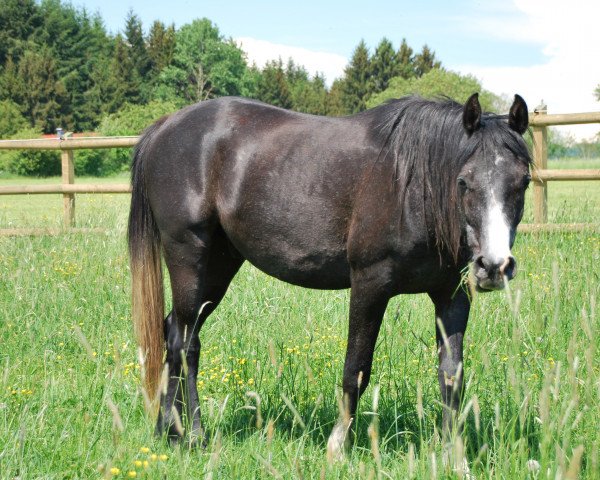 Pferd Camar Shaik ox (Vollblutaraber, 2015, von Natal EAO)