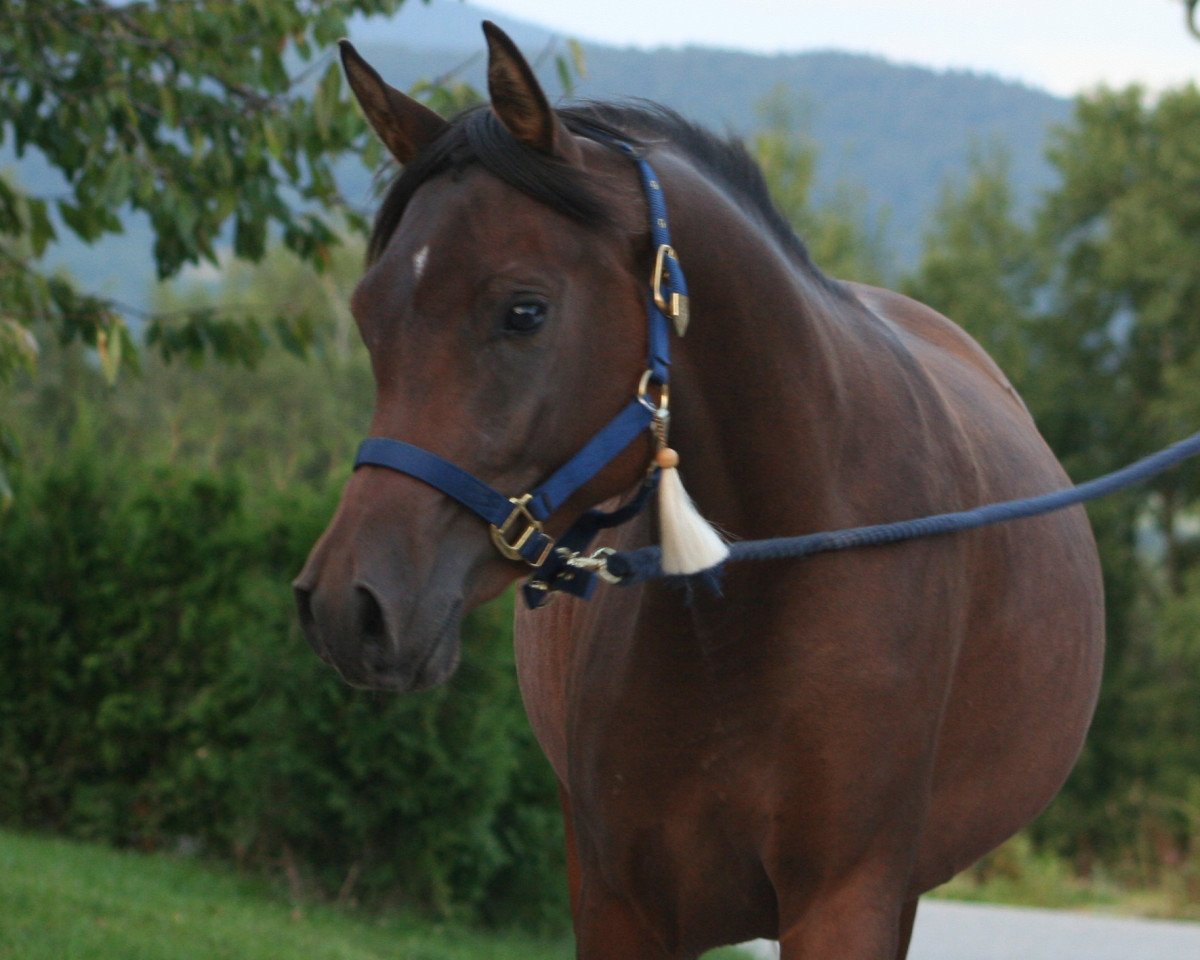 broodmare Samba ox (Arabian purebred, 2006, from Windsor Bay ox)
