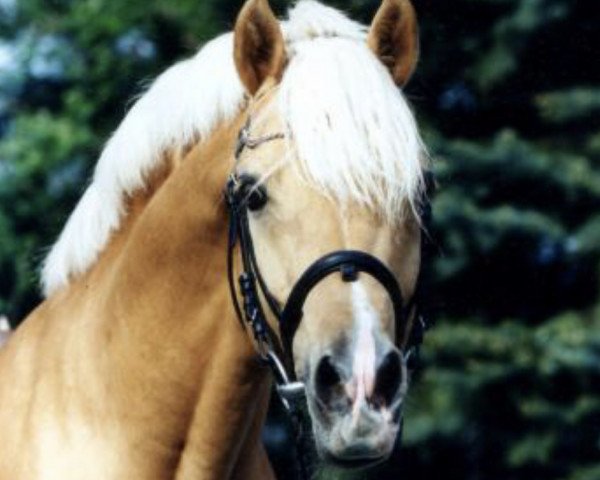 horse Arts-Dancer-Boy (German Riding Pony, 1988, from Dancer)