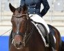 dressage horse Fabian du Vlist (KWPN (Royal Dutch Sporthorse), 2010, from Schimanski)