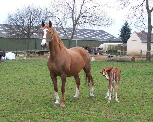 broodmare Feloni (Thuringia, 1989, from Veronal)