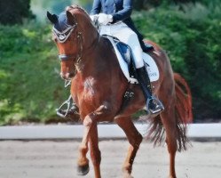 dressage horse Voltaire 93 (Westphalian, 2011, from Vitalis)