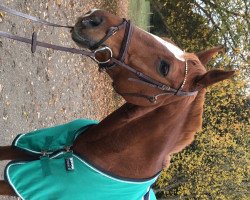 dressage horse Dina Lee (Hanoverian, 2003, from Dacaprio)