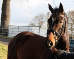 broodmare A little Lovestory (Westphalian, 2010, from Arpeggio)