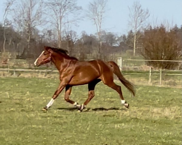 stallion Comil Cass Z (Zangersheide riding horse, 2017, from Comilfo Plus Z)