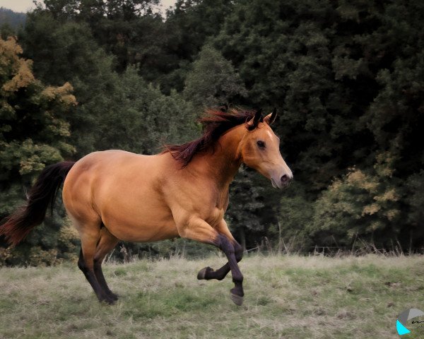 broodmare Joes Little Flicka AQH (Quarter Horse,  , from Joe Dun Didit)