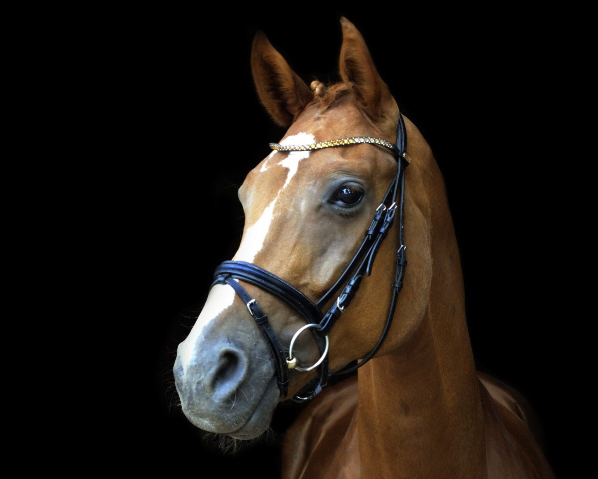 Springpferd Fräulein Anneliese (Oldenburger, 2015, von Fürst Romancier)