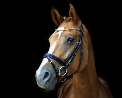 dressage horse Fräulein Anneliese (Oldenburg, 2015, from Fürst Romancier)