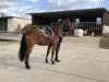 horse Sandro de Jenaeiro (Hanoverian, 2008, from Sandro Song)