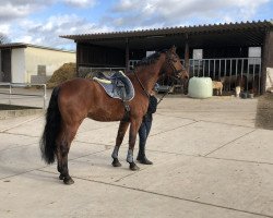 horse Sandro de Jenaeiro (Hanoverian, 2008, from Sandro Song)