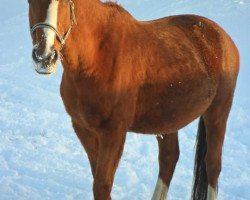 broodmare Grappillon (Hanoverian, 1993, from Grandseigneur)