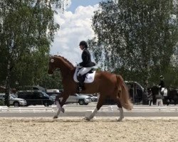 dressage horse Kingston 36 (Oldenburg, 2005, from Kaiser Franz)