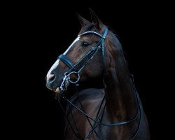 broodmare Eliza 52 (Hanoverian, 2005, from Embassy I)