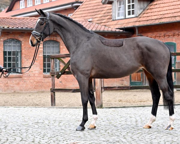 broodmare Amber (Oldenburg, 2016, from Grey Flanell)