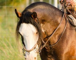 stallion Phadi d'al Bassatine (Arab-Berber, 2004)