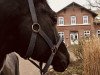 dressage horse Winterfürst (Trakehner, 2015, from E.H. Millennium)