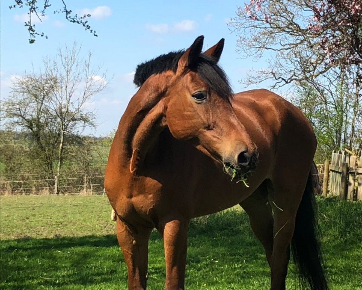 Springpferd La Jana 62 (Holsteiner, 1998, von Acord II)