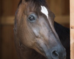 broodmare Wally (Oldenburg, 2002, from Fidermark)