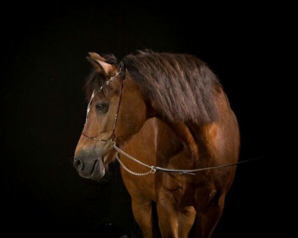 dressage horse Elvis (German Riding Pony, 1996)