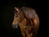 dressage horse Elvis (German Riding Pony, 1996)