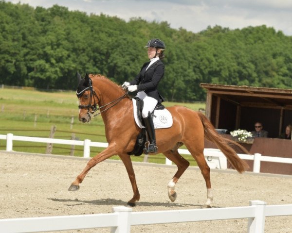 dressage horse Daddy's Cuddlingboy (German Riding Pony, 2012, from FS Daddy Cool)