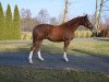 Pferd Garfield 268 (Polnisches Warmblut, 2014, von Grand Master)