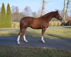 horse Garfield 268 (Polish Warmblood, 2014, from Grand Master)