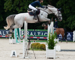 jumper Touchscreen (Oldenburg show jumper, 2011, from Toulouse)