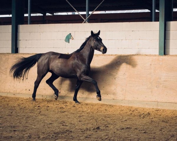 dressage horse Calisay (Hanoverian, 2007, from Come On)