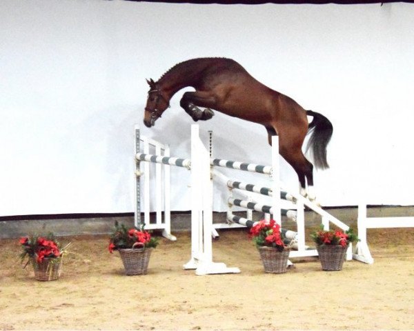 stallion Kitt SB (KWPN (Royal Dutch Sporthorse), 2015, from Emir R)