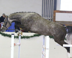 jumper Come to Bippen (German Sport Horse, 2012, from Casdorff)