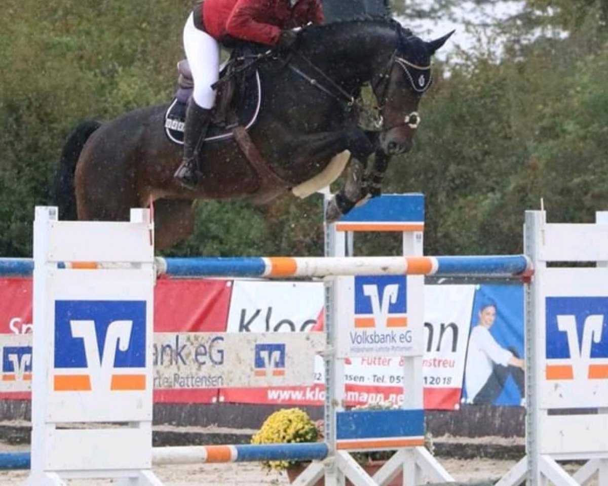 jumper Cooper 132 (Hanoverian, 2007, from Contendro I)