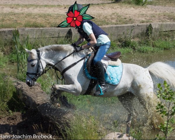 Dressurpferd Waterkant's Olivia (Welsh Pony (Sek.B), 2003, von Paddock Orion)