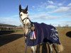 broodmare Lucky Lynn (Oldenburg show jumper, 2013, from Lordanos)