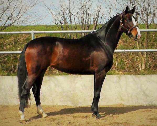 broodmare Et Voilá (Hanoverian, 2017, from Escolar)