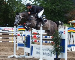 jumper Cafe Latte (Oldenburg show jumper, 2013, from Cafe au lait 2)